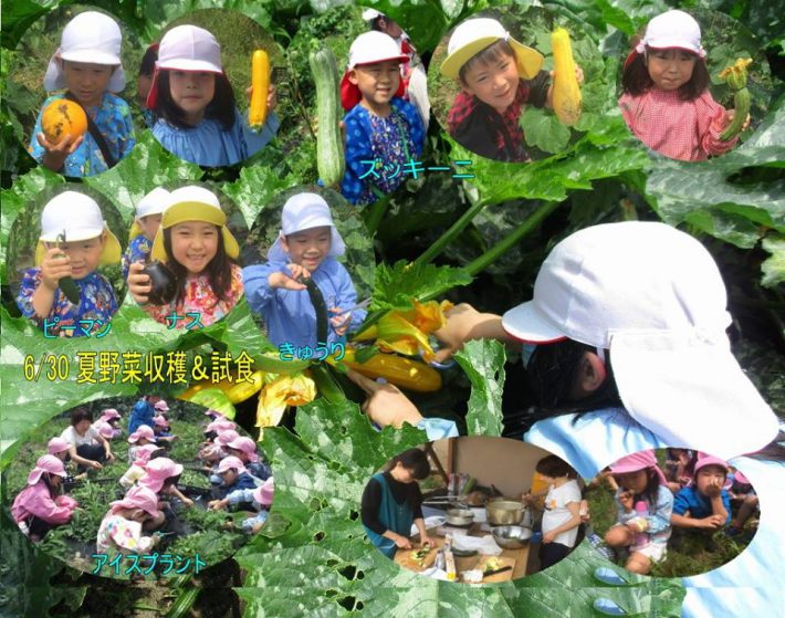 野菜収穫
